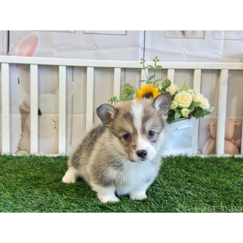 販売中の茨城県のウェルシュコーギーペンブローク-433764の5枚目