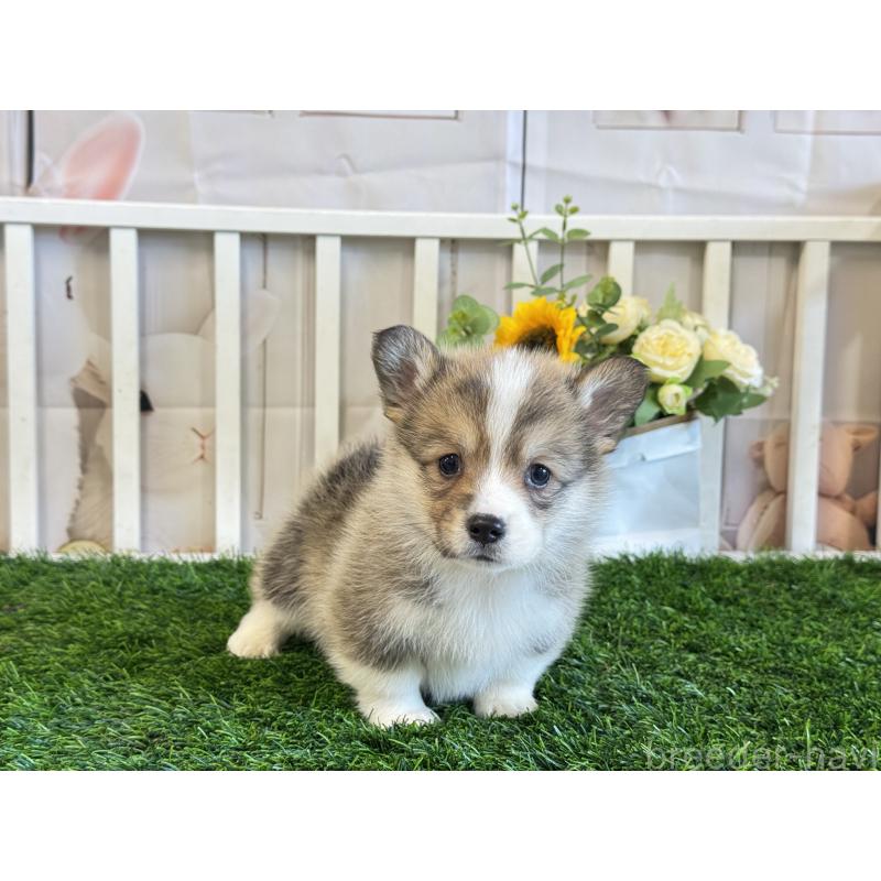 販売中の茨城県のウェルシュコーギーペンブローク-433764の4枚目