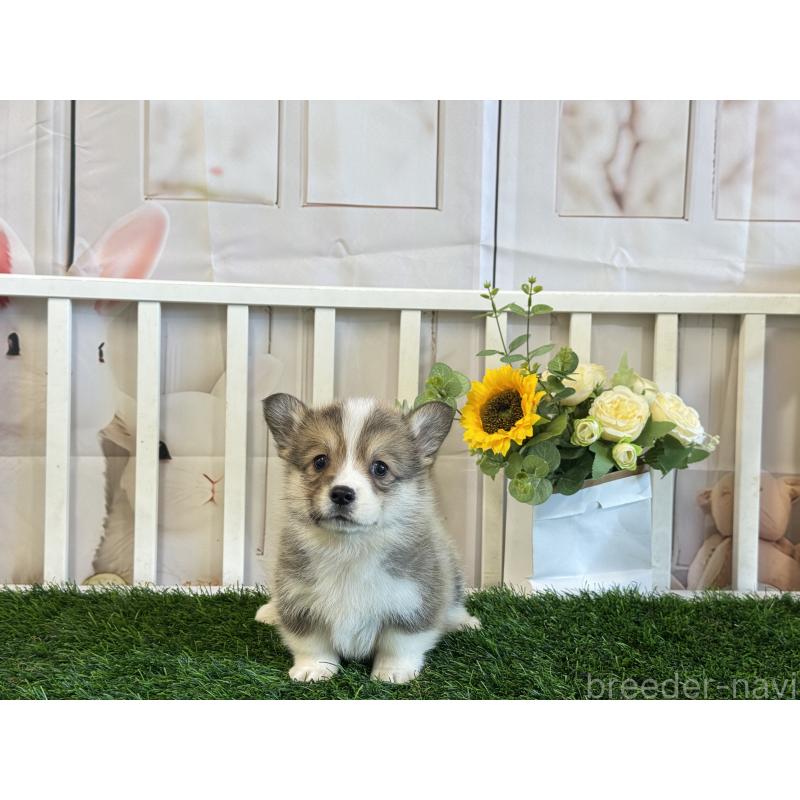 販売中の茨城県のウェルシュコーギーペンブローク-433764の3枚目