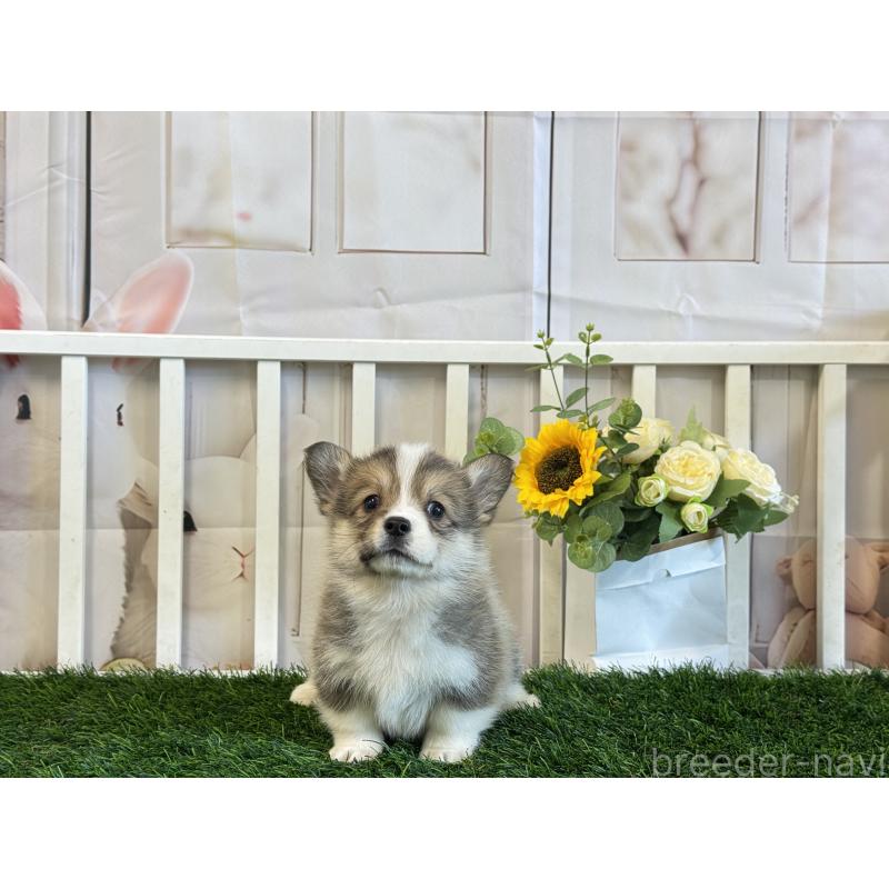 販売中の茨城県のウェルシュコーギーペンブローク-433764の2枚目