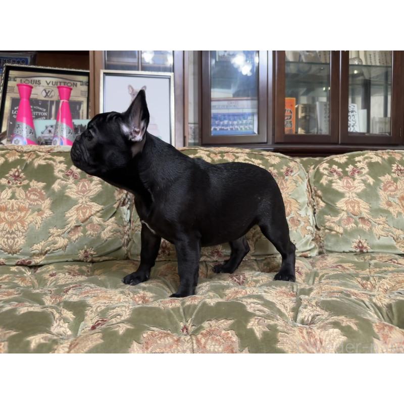 販売中の三重県のフレンチブルドッグ-412078の2枚目