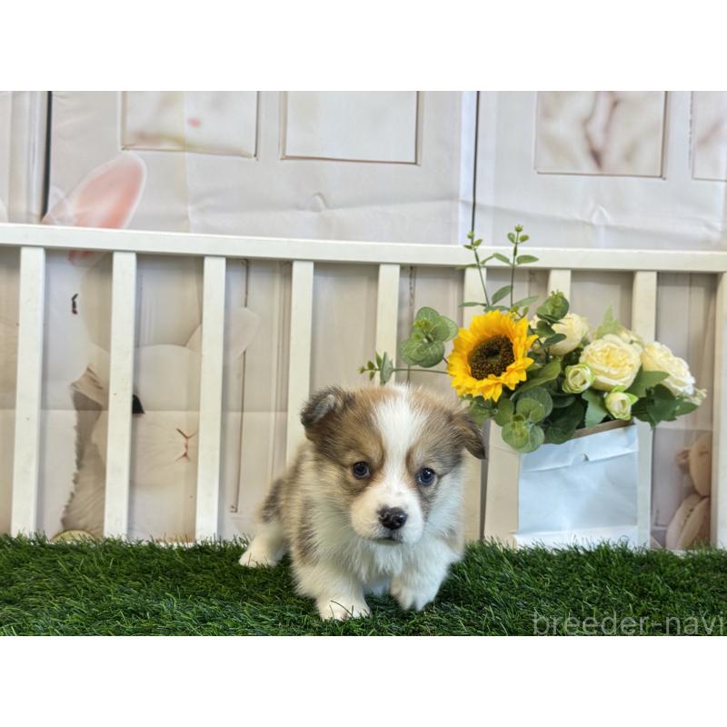 販売中の茨城県のウェルシュコーギーペンブローク-433770の4枚目