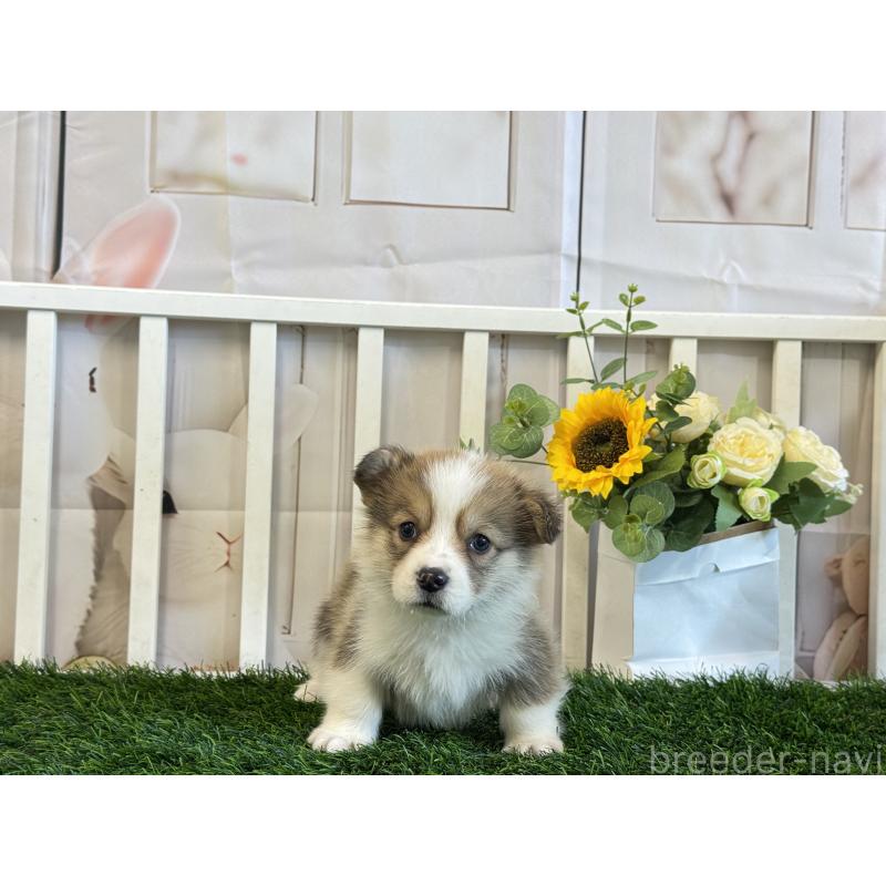 販売中の茨城県のウェルシュコーギーペンブローク-433770の3枚目