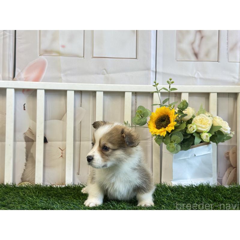 販売中の茨城県のウェルシュコーギーペンブローク-433770の2枚目