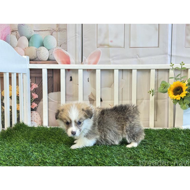 販売中の茨城県のウェルシュコーギーペンブローク-433771の4枚目