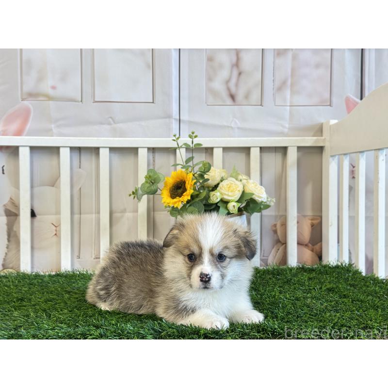 販売中の茨城県のウェルシュコーギーペンブローク-433771の3枚目