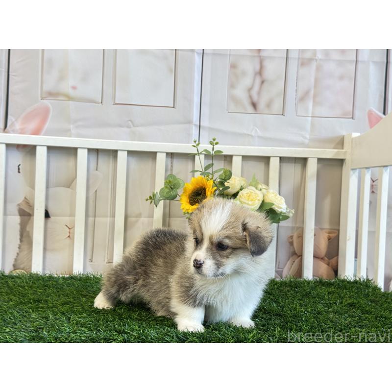 販売中の茨城県のウェルシュコーギーペンブローク-433771の2枚目