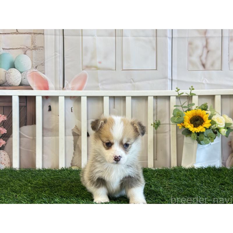 販売中の茨城県のウェルシュコーギーペンブローク-433772の4枚目