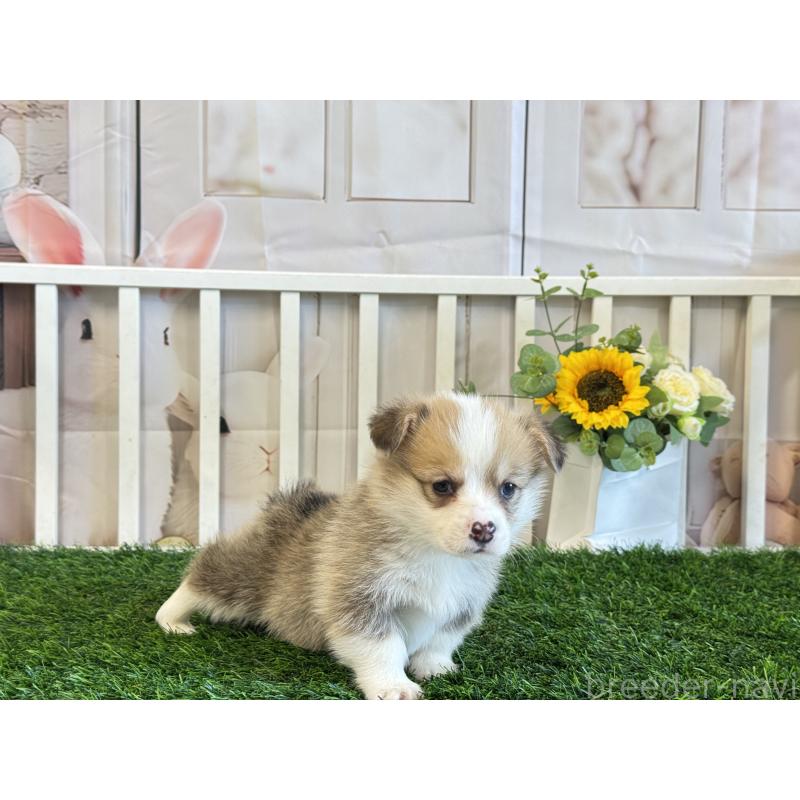 販売中の茨城県のウェルシュコーギーペンブローク-433772の3枚目