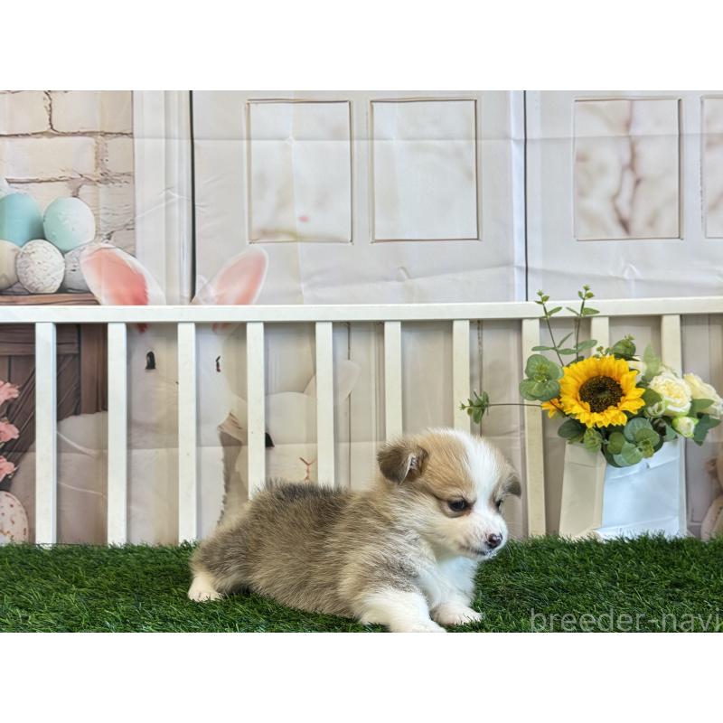 販売中の茨城県のウェルシュコーギーペンブローク-433772の2枚目