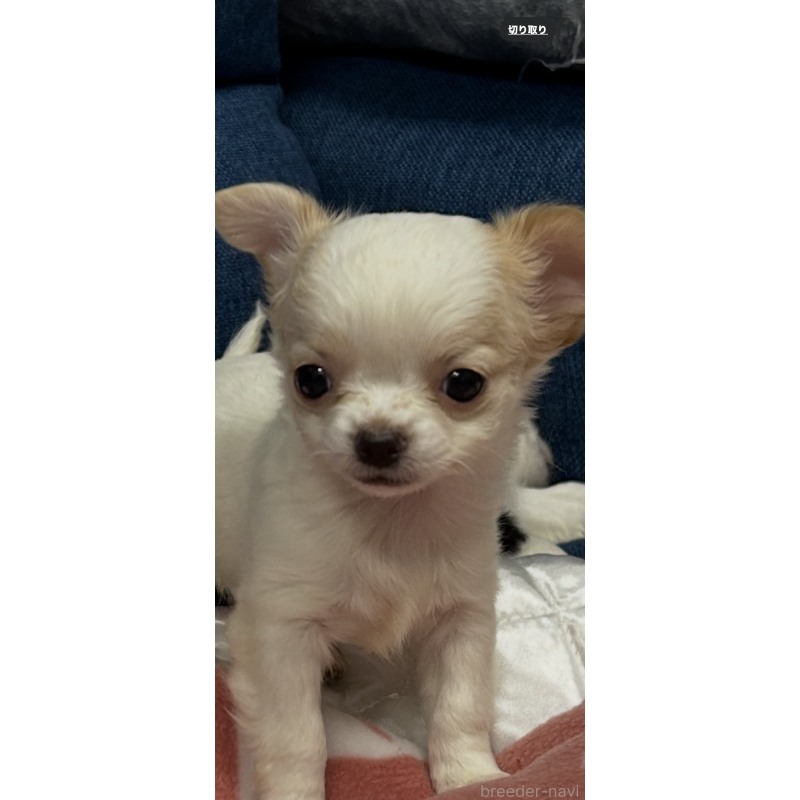 販売中の三重県のチワワ(ロングコート)-433776の1枚目