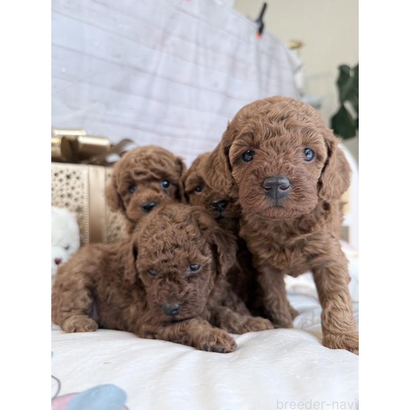 販売中の奈良県のトイプードル-433773の5枚目