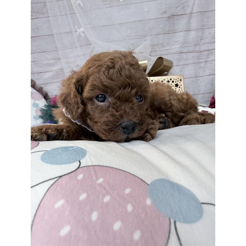 販売中の奈良県のトイプードル-433773の4枚目