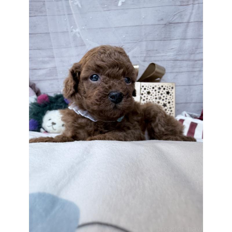 販売中の奈良県のトイプードル-433773の3枚目