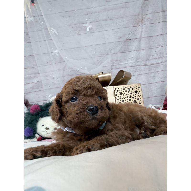 販売中の奈良県のトイプードル-433773の2枚目