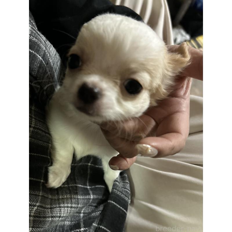 販売中の三重県のチワワ(ロングコート)-433776の6枚目