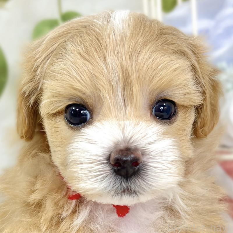 販売中の滋賀県のマルプー:マルチーズ×トイプードル-433775の1枚目