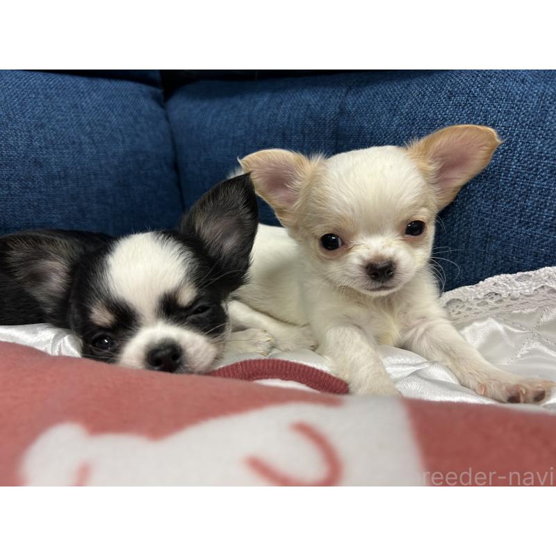 販売中の三重県のチワワ(ロングコート)-433776の5枚目