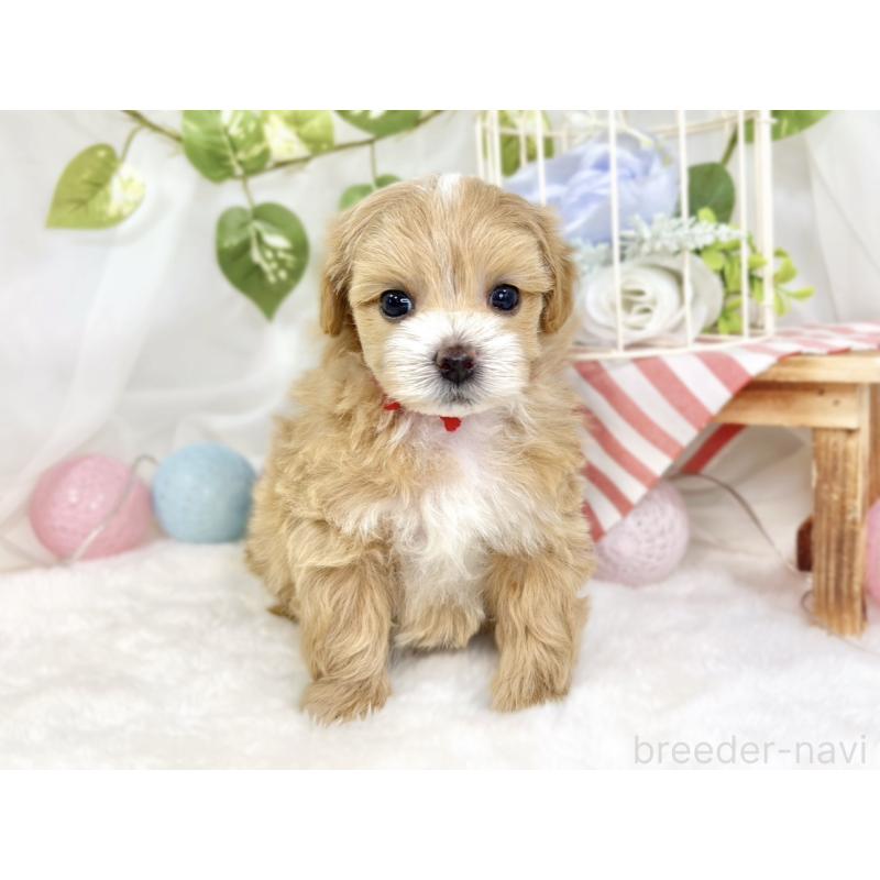 販売中の滋賀県のマルプー:マルチーズ×トイプードル-433775の4枚目