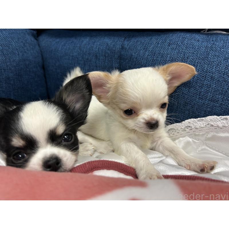 販売中の三重県のチワワ(ロングコート)-433776の4枚目