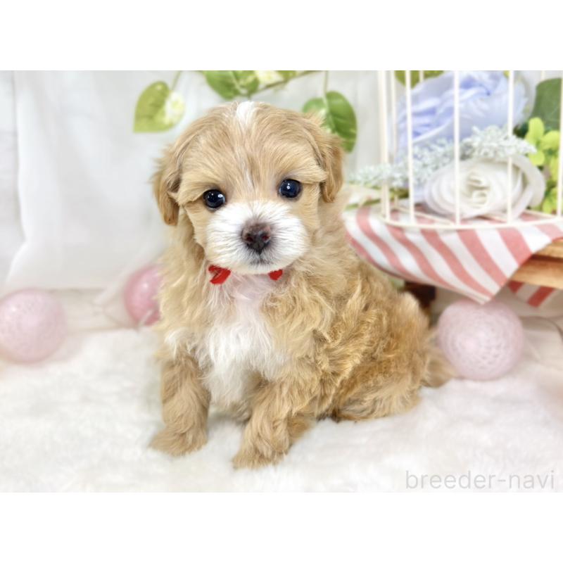 販売中の滋賀県のマルプー:マルチーズ×トイプードル-433775の3枚目