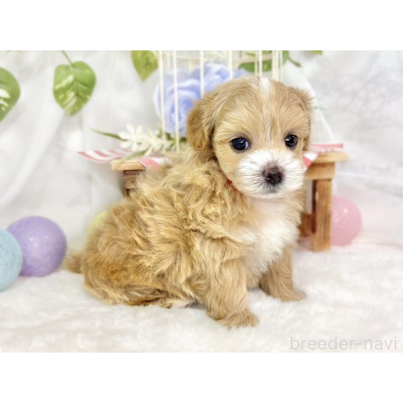 販売中の滋賀県のマルプー:マルチーズ×トイプードル-433775の2枚目