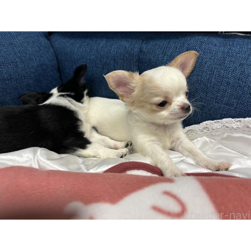 販売中の三重県のチワワ(ロングコート)-433776の3枚目