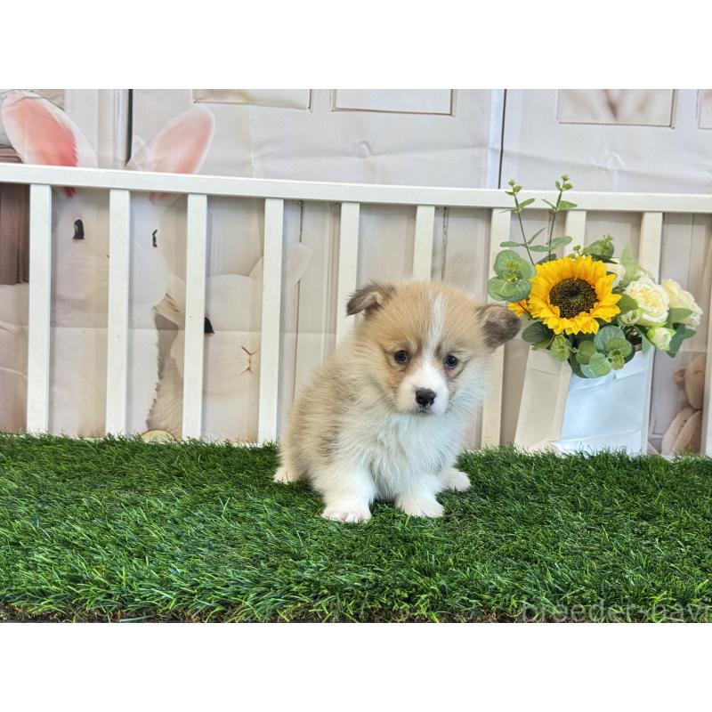 販売中の茨城県のウェルシュコーギーペンブローク-433774の4枚目