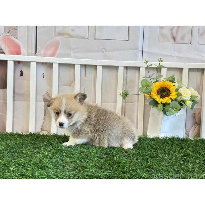 販売中の茨城県のウェルシュコーギーペンブローク-433774の3枚目