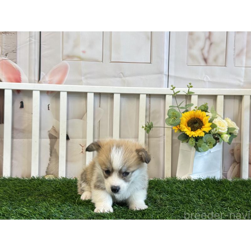 販売中の茨城県のウェルシュコーギーペンブローク-433778の4枚目