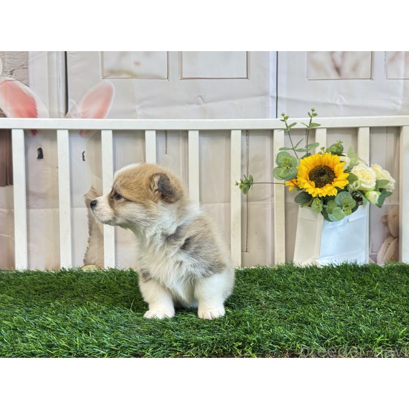 販売中の茨城県のウェルシュコーギーペンブローク-433778の3枚目