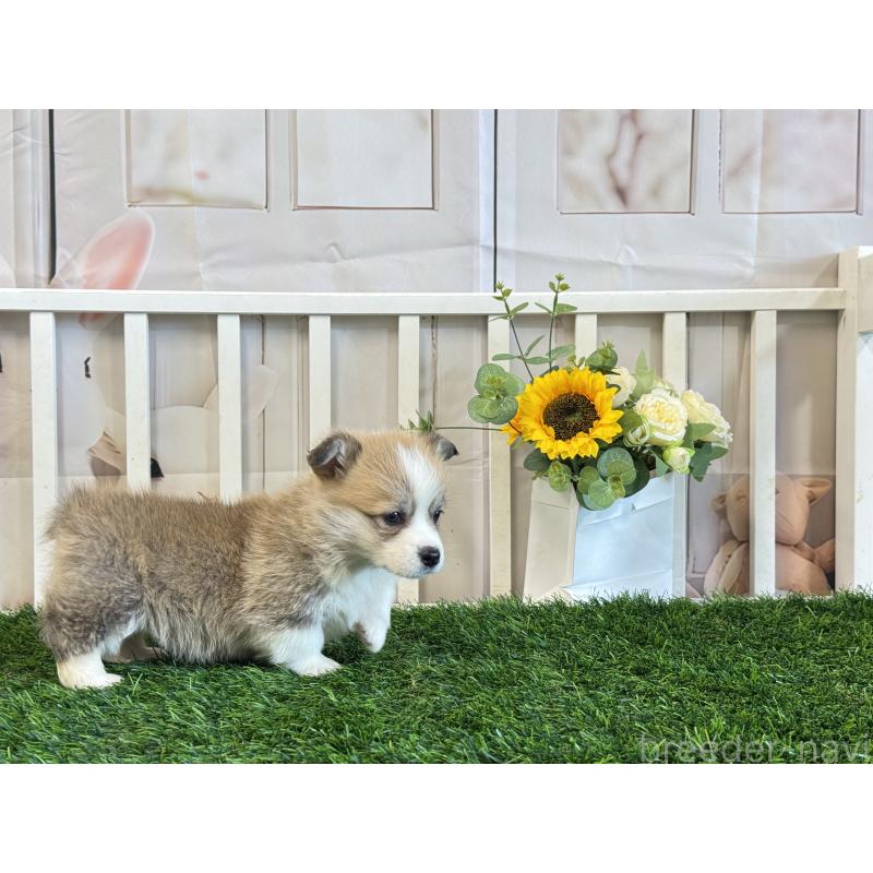 販売中の茨城県のウェルシュコーギーペンブローク-433778の2枚目