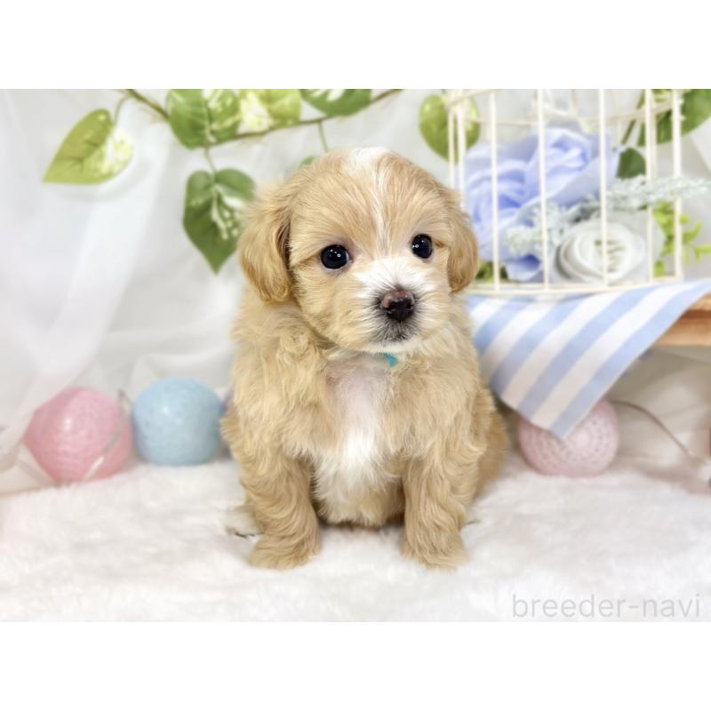 販売中の滋賀県のマルプー:マルチーズ×トイプードル-433777の4枚目