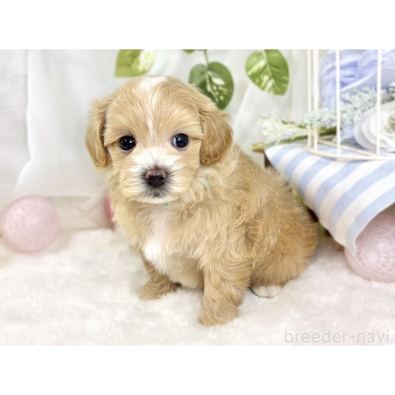 販売中の滋賀県のマルプー:マルチーズ×トイプードル-433777の3枚目