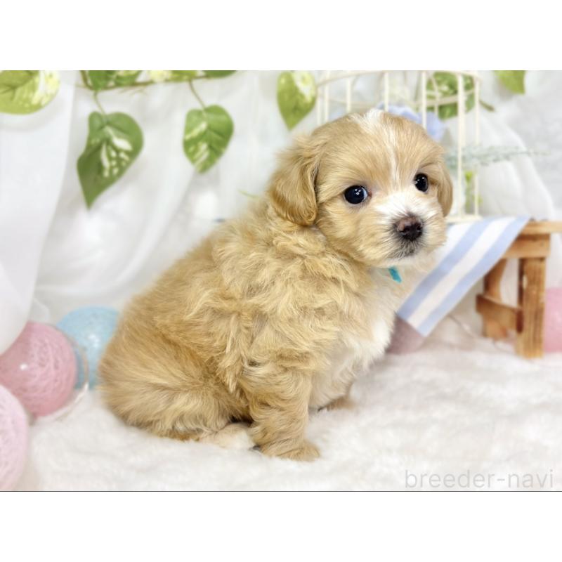 販売中の滋賀県のマルプー:マルチーズ×トイプードル-433777の2枚目