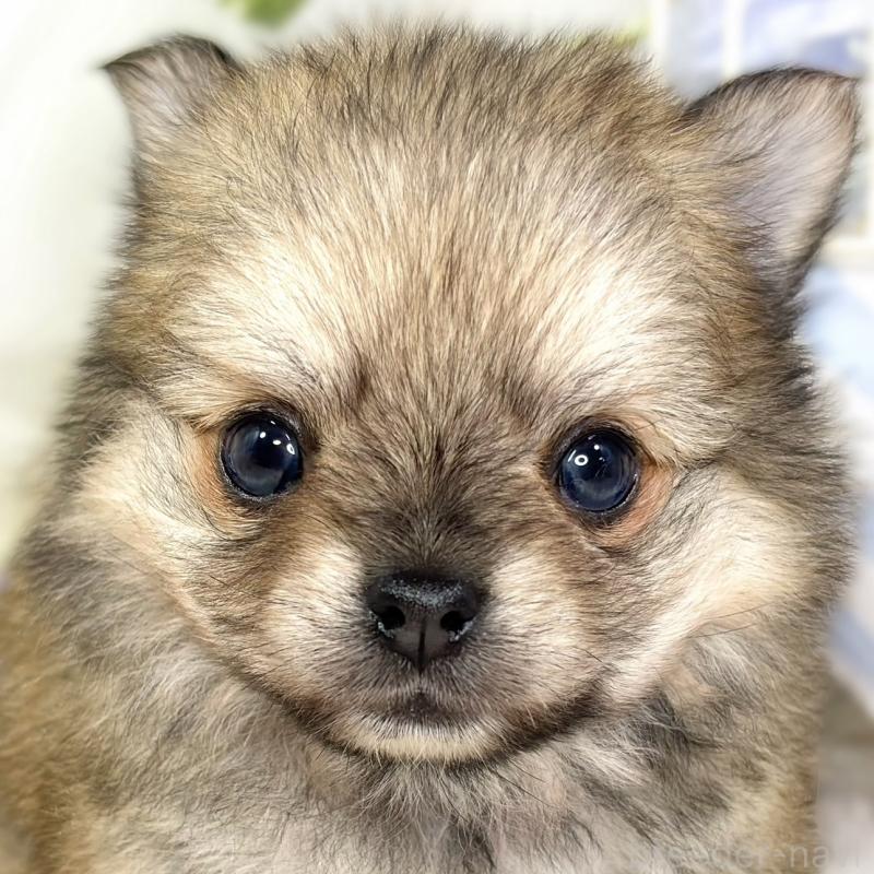 販売中の滋賀県のポメチワ:ポメラニアン×チワワ-433779の1枚目