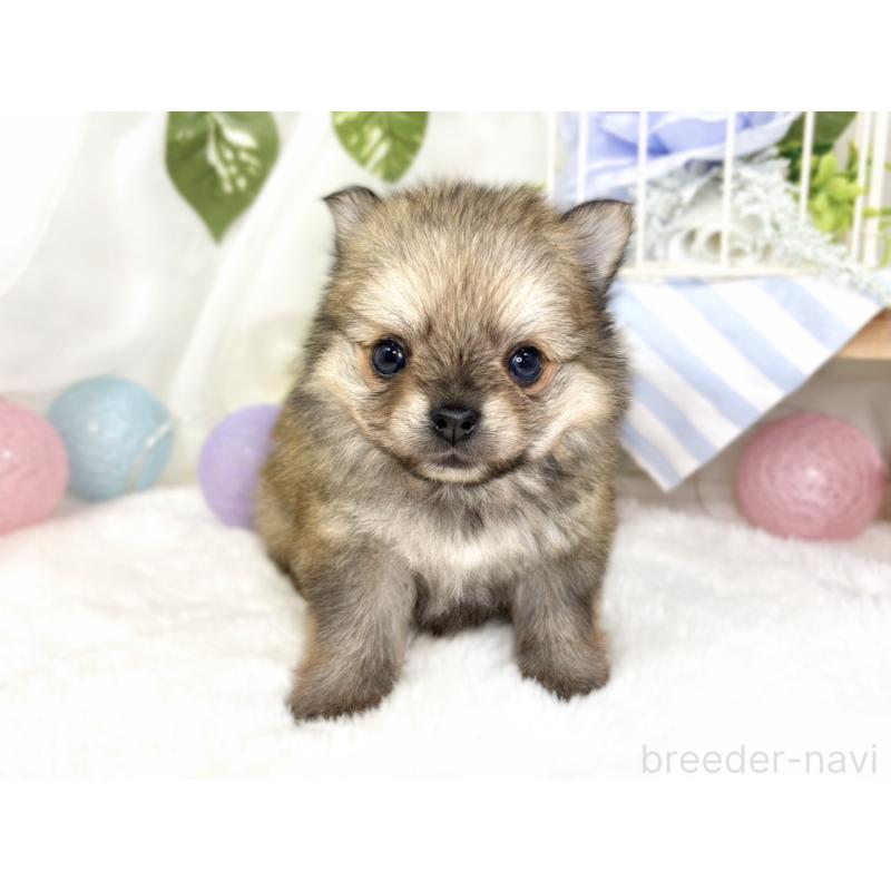 販売中の滋賀県のポメチワ:ポメラニアン×チワワ-433779の4枚目