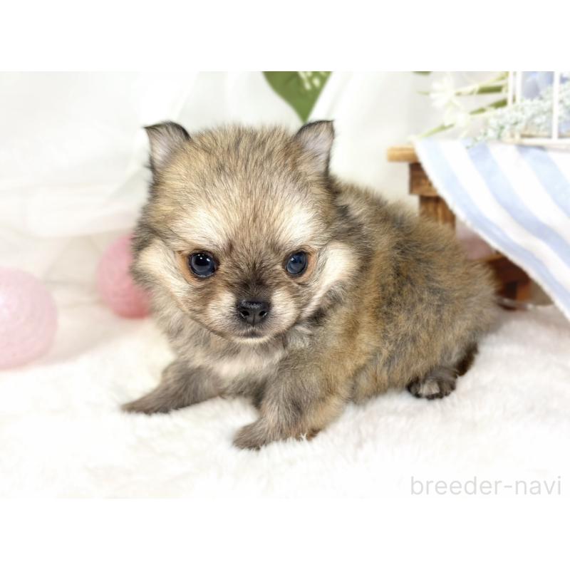 販売中の滋賀県のポメチワ:ポメラニアン×チワワ-433779の3枚目