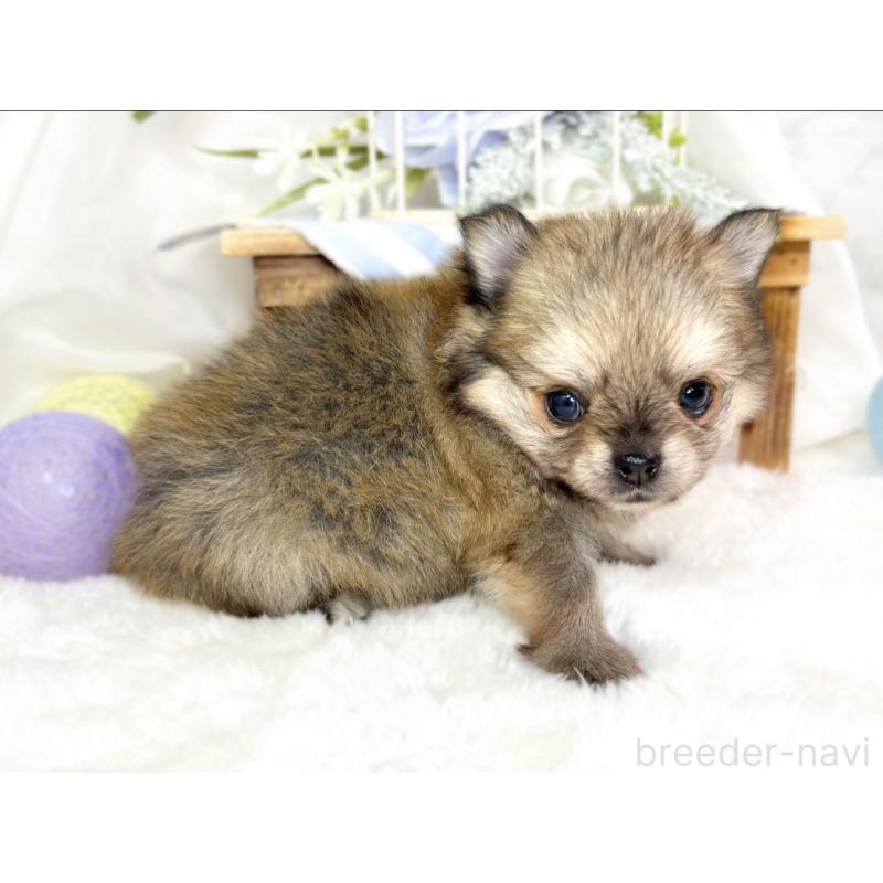 販売中の滋賀県のポメチワ:ポメラニアン×チワワ-433779の2枚目