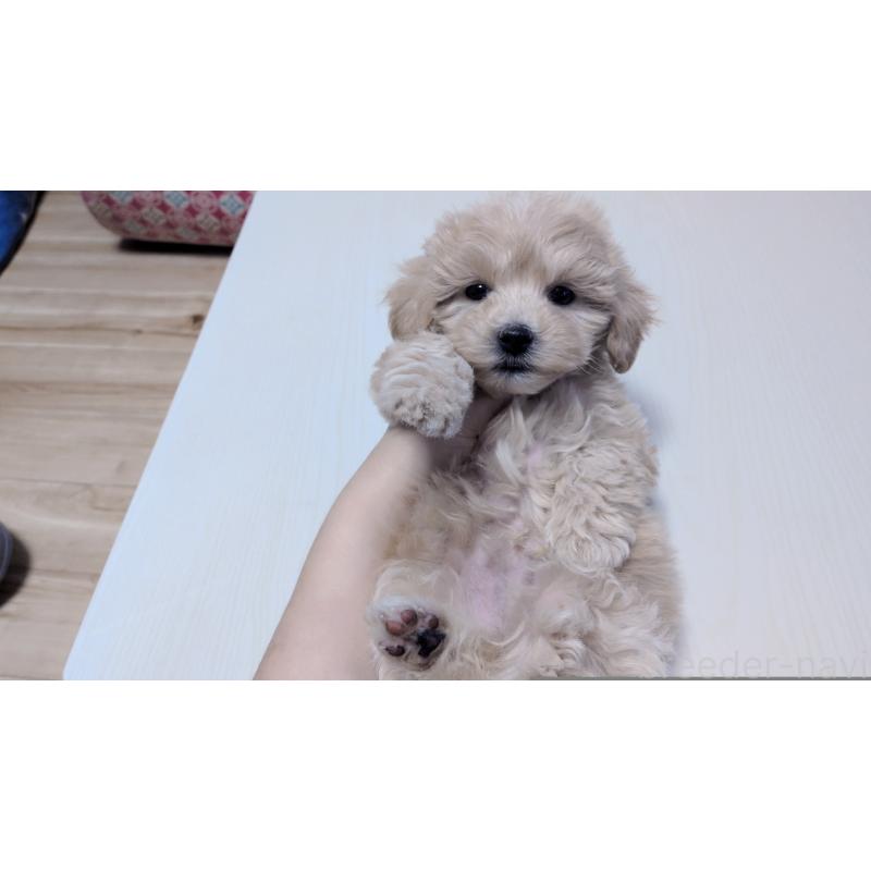 販売中の茨城県のマルプー:マルチーズ×トイプードル-433781の5枚目