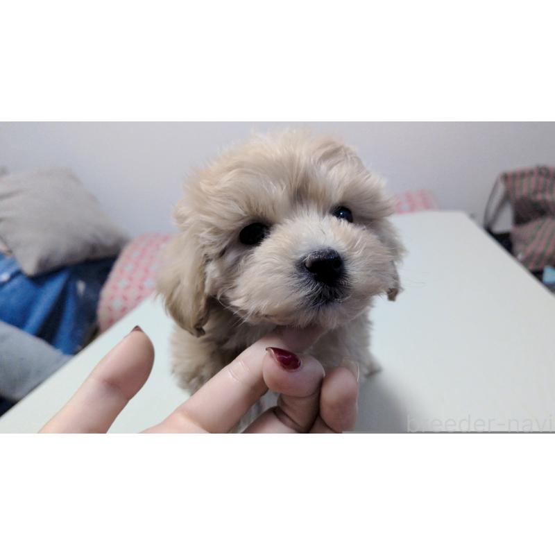 販売中の茨城県のマルプー:マルチーズ×トイプードル-433781の4枚目