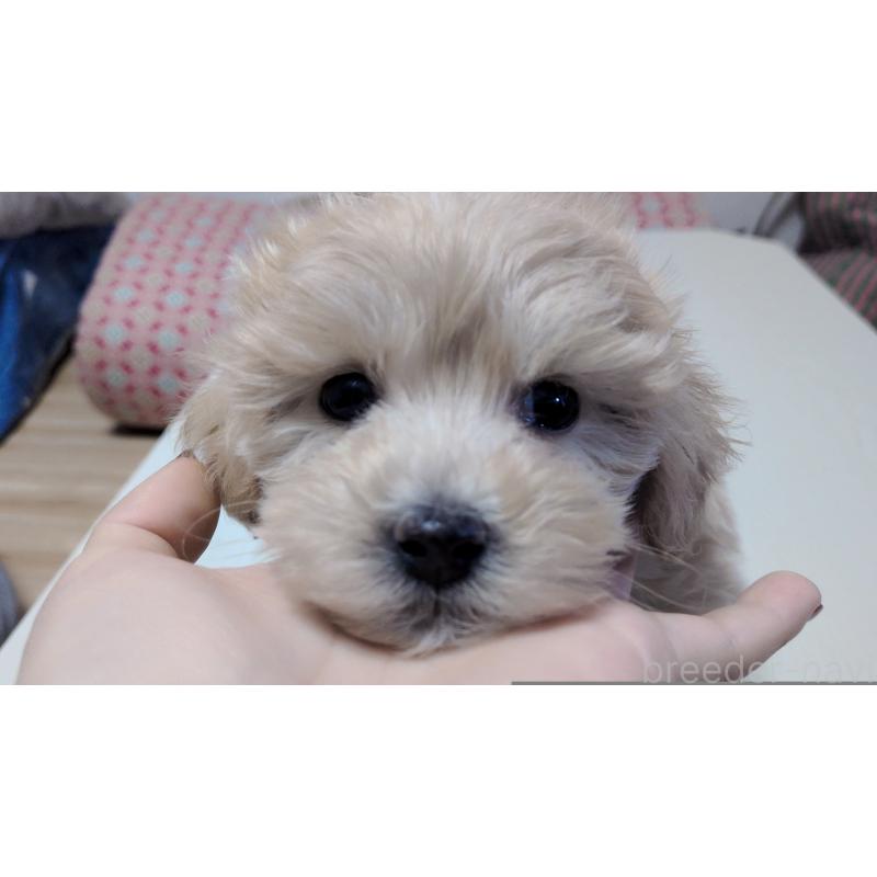 販売中の茨城県のマルプー:マルチーズ×トイプードル-433781の2枚目