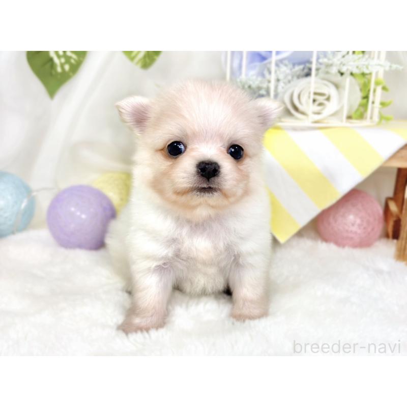 販売中の滋賀県のポメチワ:ポメラニアン×チワワ-433780の4枚目