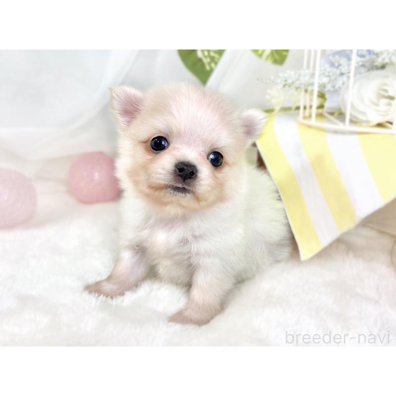 販売中の滋賀県のポメチワ:ポメラニアン×チワワ-433780の3枚目