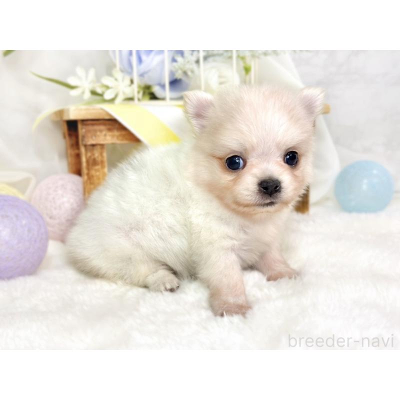 販売中の滋賀県のポメチワ:ポメラニアン×チワワ-433780の2枚目