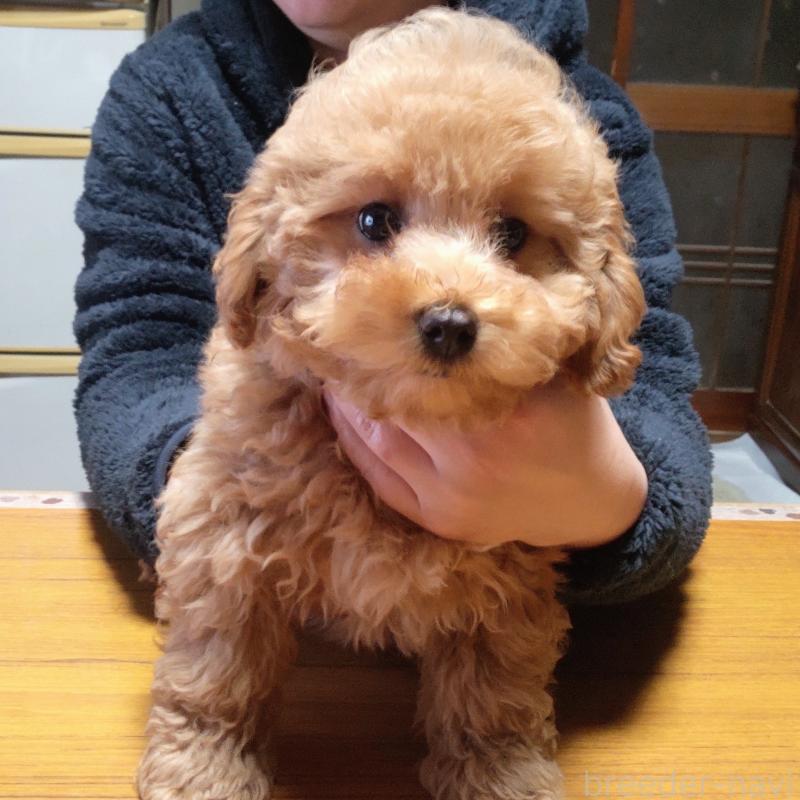 販売中の秋田県のマルプー:マルチーズ×トイプードル-424434