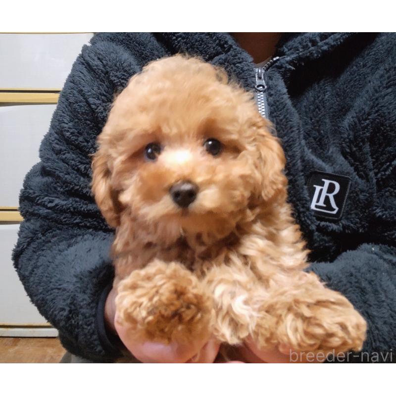 販売中の秋田県のマルプー:マルチーズ×トイプードル-424434の2枚目