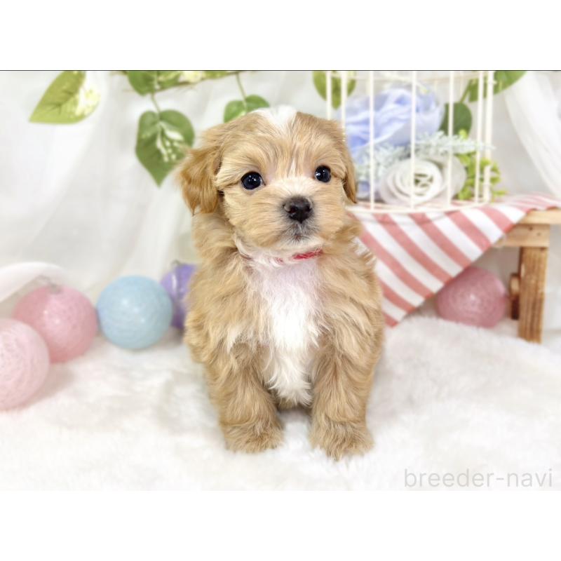 販売中の滋賀県のマルプー:マルチーズ×トイプードル-433782の4枚目