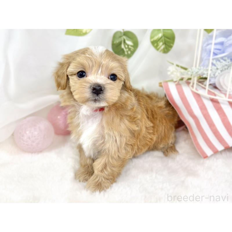 販売中の滋賀県のマルプー:マルチーズ×トイプードル-433782の3枚目