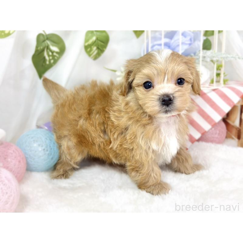 販売中の滋賀県のマルプー:マルチーズ×トイプードル-433782の2枚目